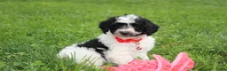 Yorkiepoo dogs for sale: Ryder - Ad 10