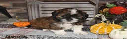 Shih Tzu dogs for sale: Dixon - Ad 9