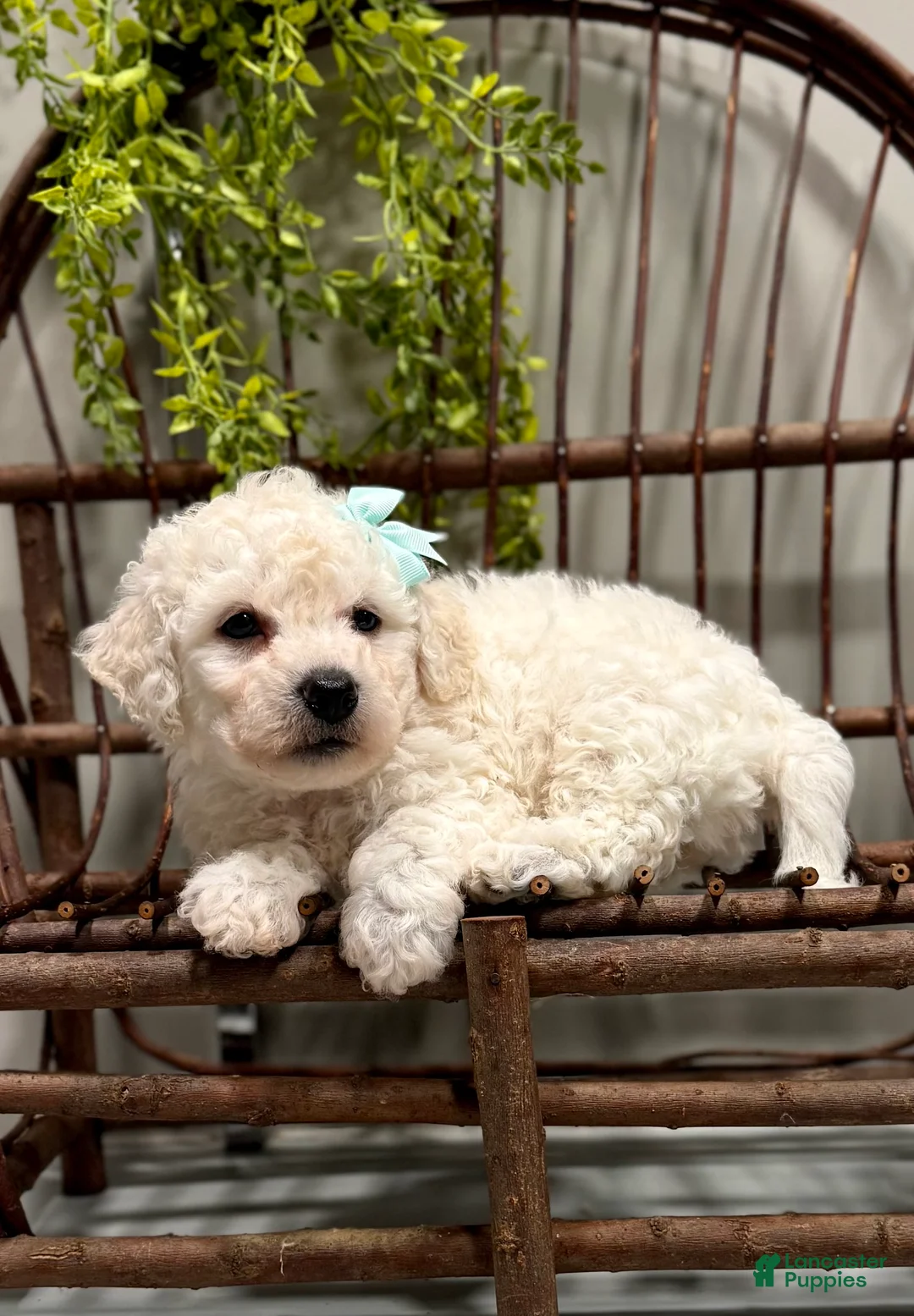 Bichon Frise dogs for sale: ACA Maverick  - Ad 3