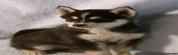 Pomsky dogs for sale: Bowser - Ad 4