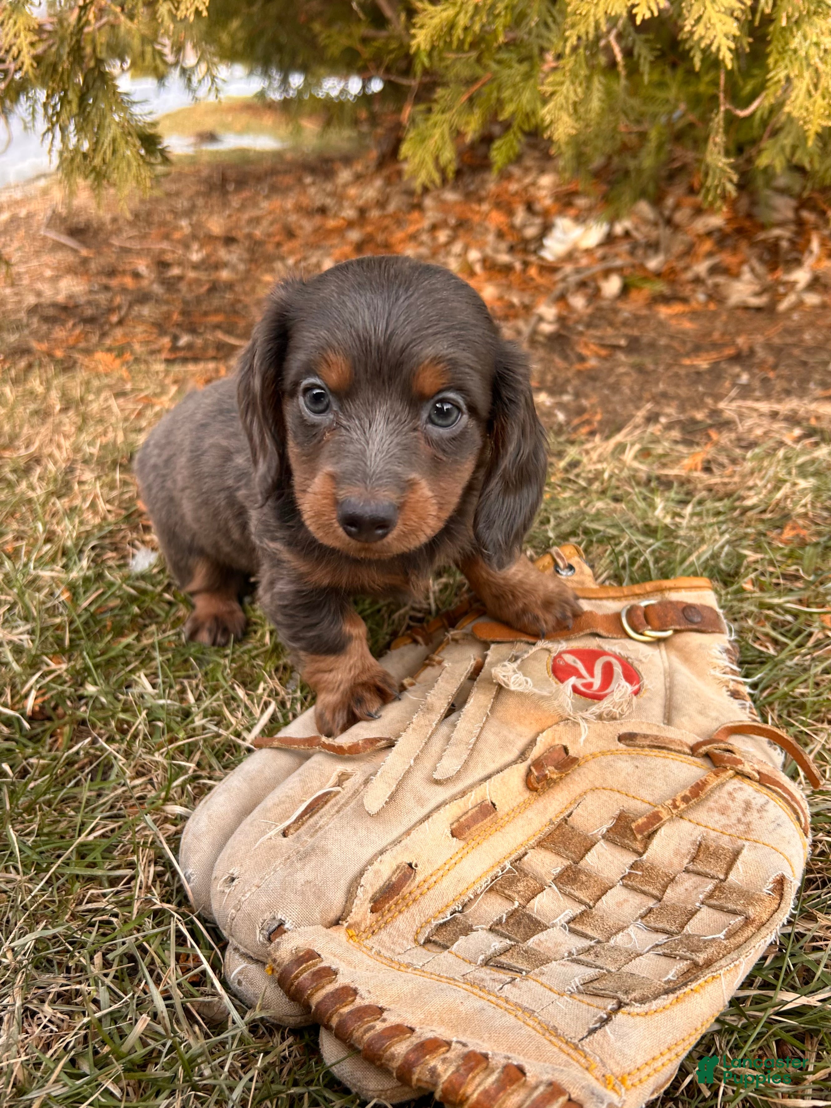 Dachshund dogs Cici - Ad 4