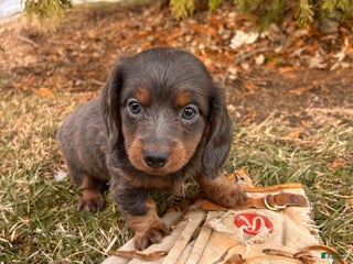 Dachshund dogs Cici - Ad 10