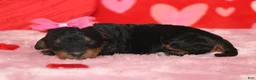 Mixed Breed dogs for sale: Cupid  - Ad 3