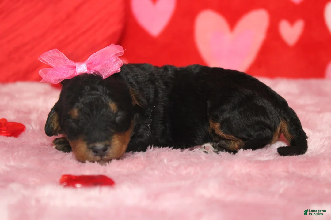 Mixed Breed dogs for sale: Cupid  - Ad 3