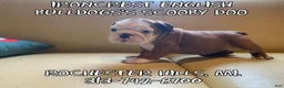 English Bulldog dogs for sale: English Bulldog Puppy 2 - Ad 28