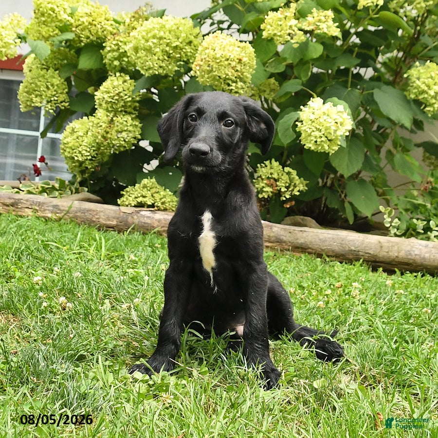 Labradoodle dogs Dodger - Ad 2