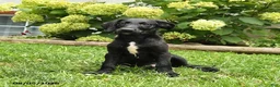 Labradoodle dogs for sale: Dodger - Ad 2