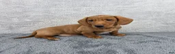 Miniature Dachshund dogs for sale: Cooper - Ad 5