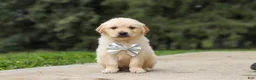 Golden Retriever dogs for sale: Baxter - Ad 4