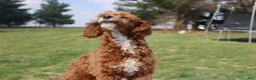 Miniature Poodle dogs for sale: Teddy - House and Crate Trained - Ad 3