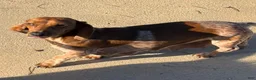 Dachshund dogs for sale: Newman - Ad 4