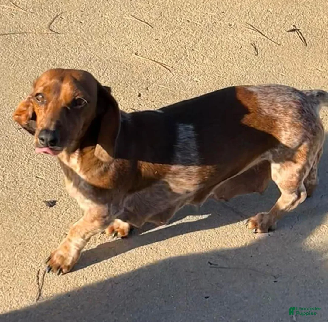 Dachshund dogs for sale: Newman - Ad 4