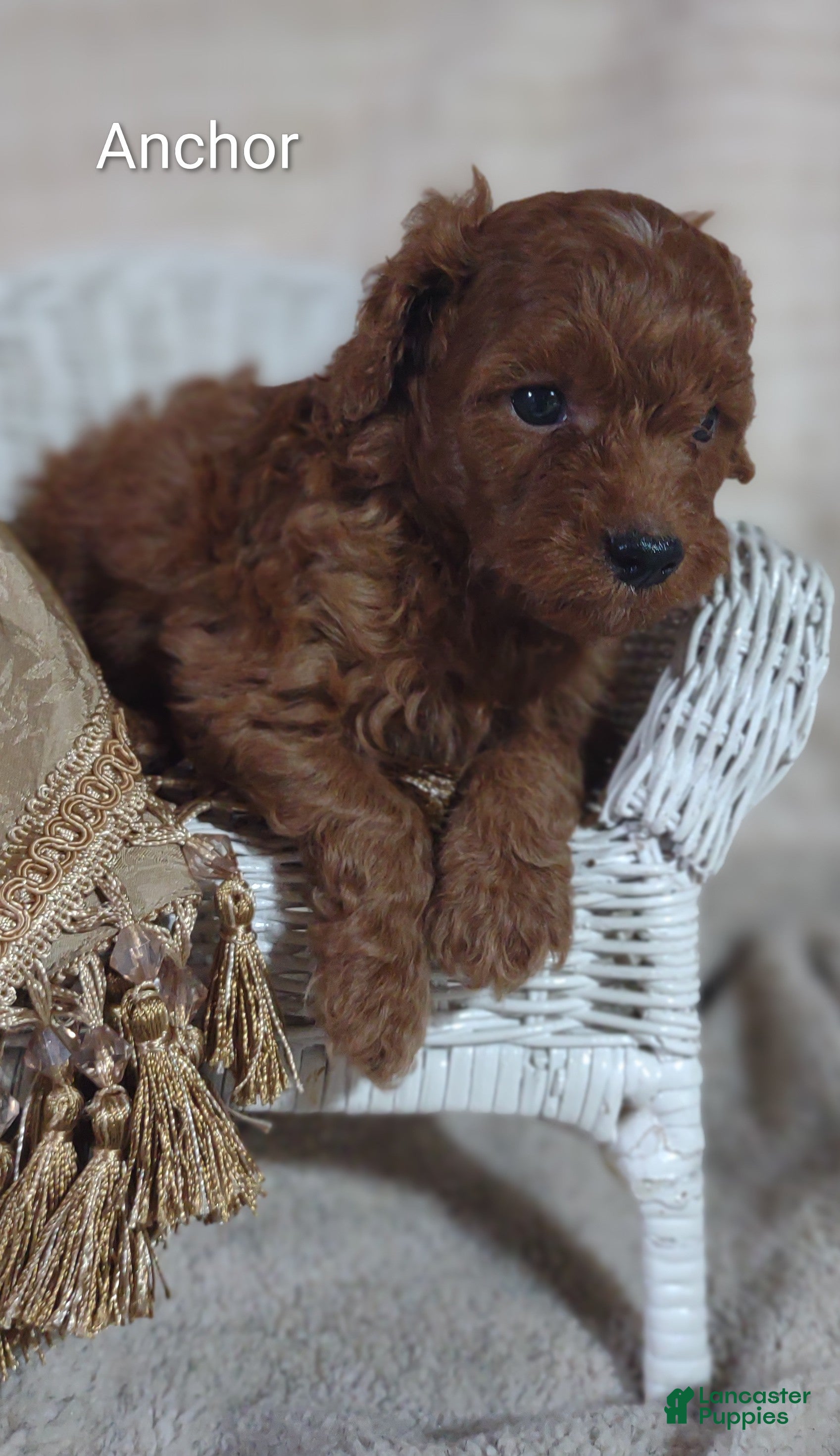 Cavapoo dogs Cavapoo F1b 2 Anchor  - Ad 1