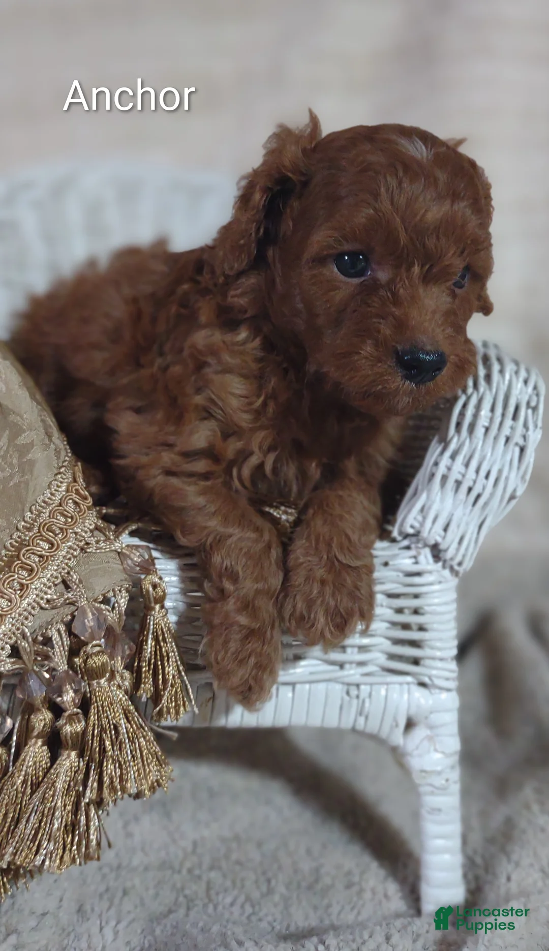 Cavapoo dogs for sale: Cavapoo F1b 2 Anchor  - Ad 1