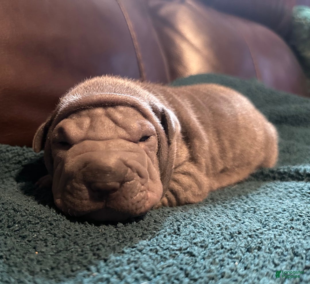 Shar Pei dogs for sale: Dove - Ad 4