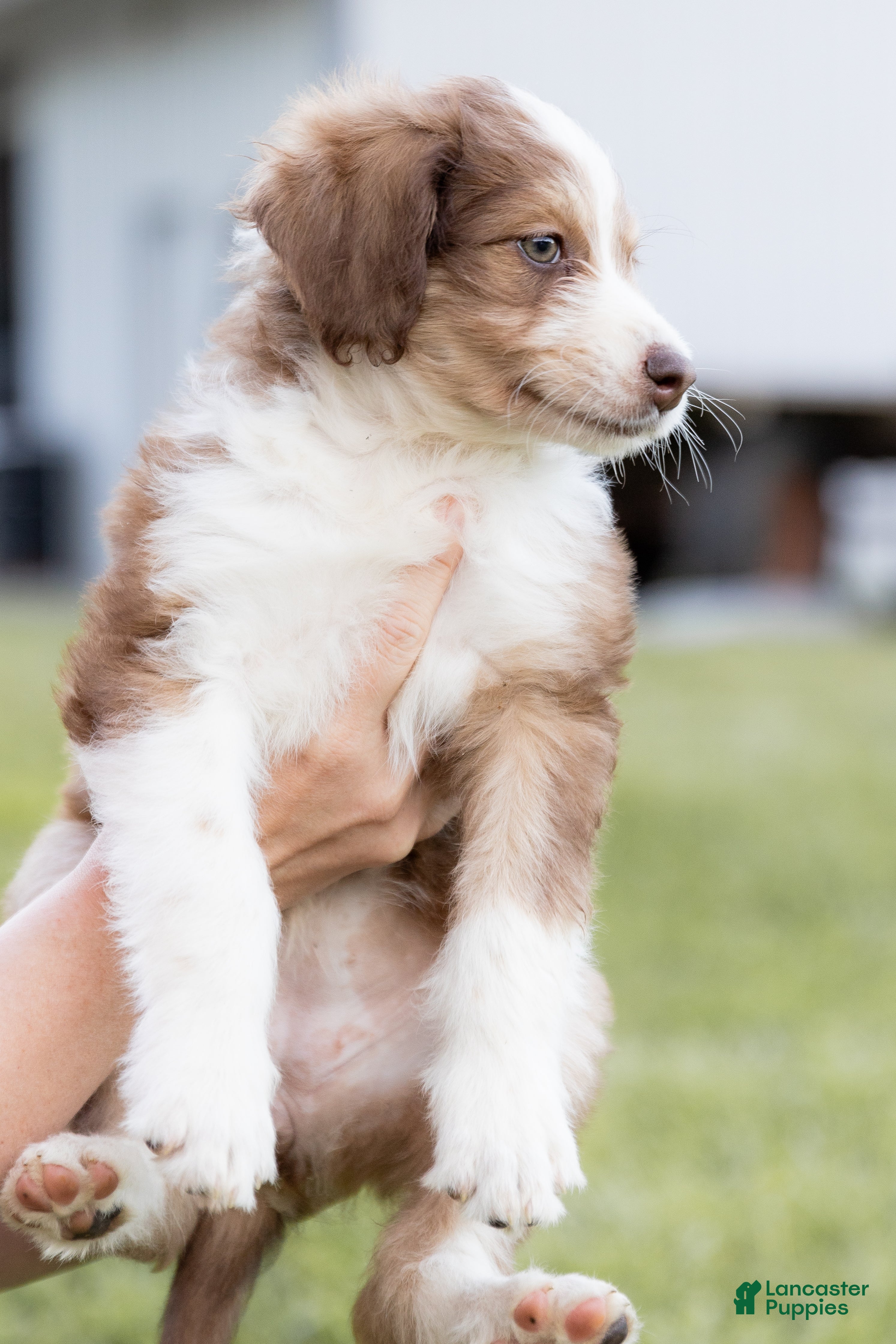 Aussiedoodle dogs Judy - Ad 2