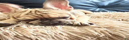 French Bulldog dogs for sale: French Bulldog Puppy - Ad 7