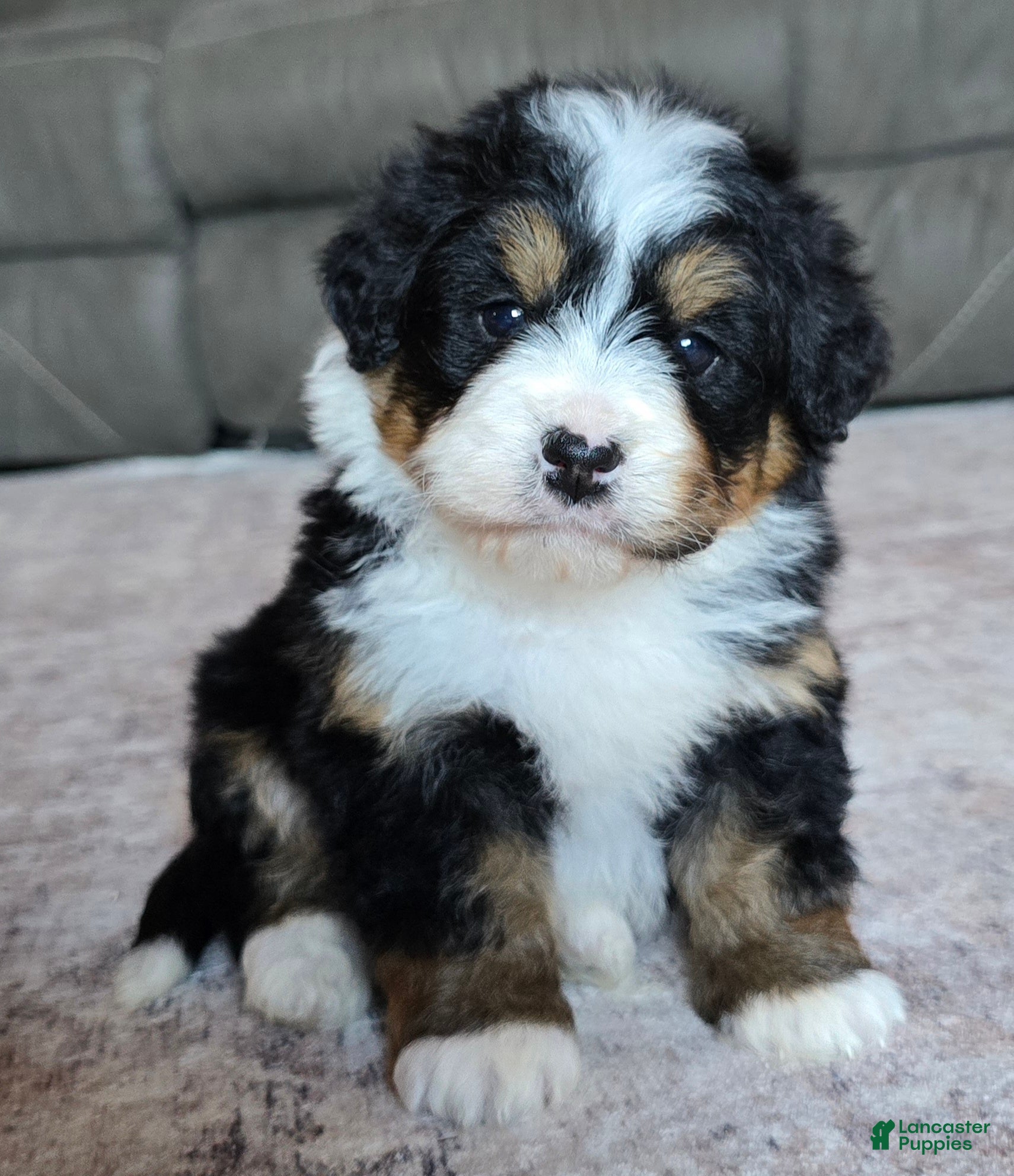 Mini Bernedoodle dogs Mini Cooper - Ad 1