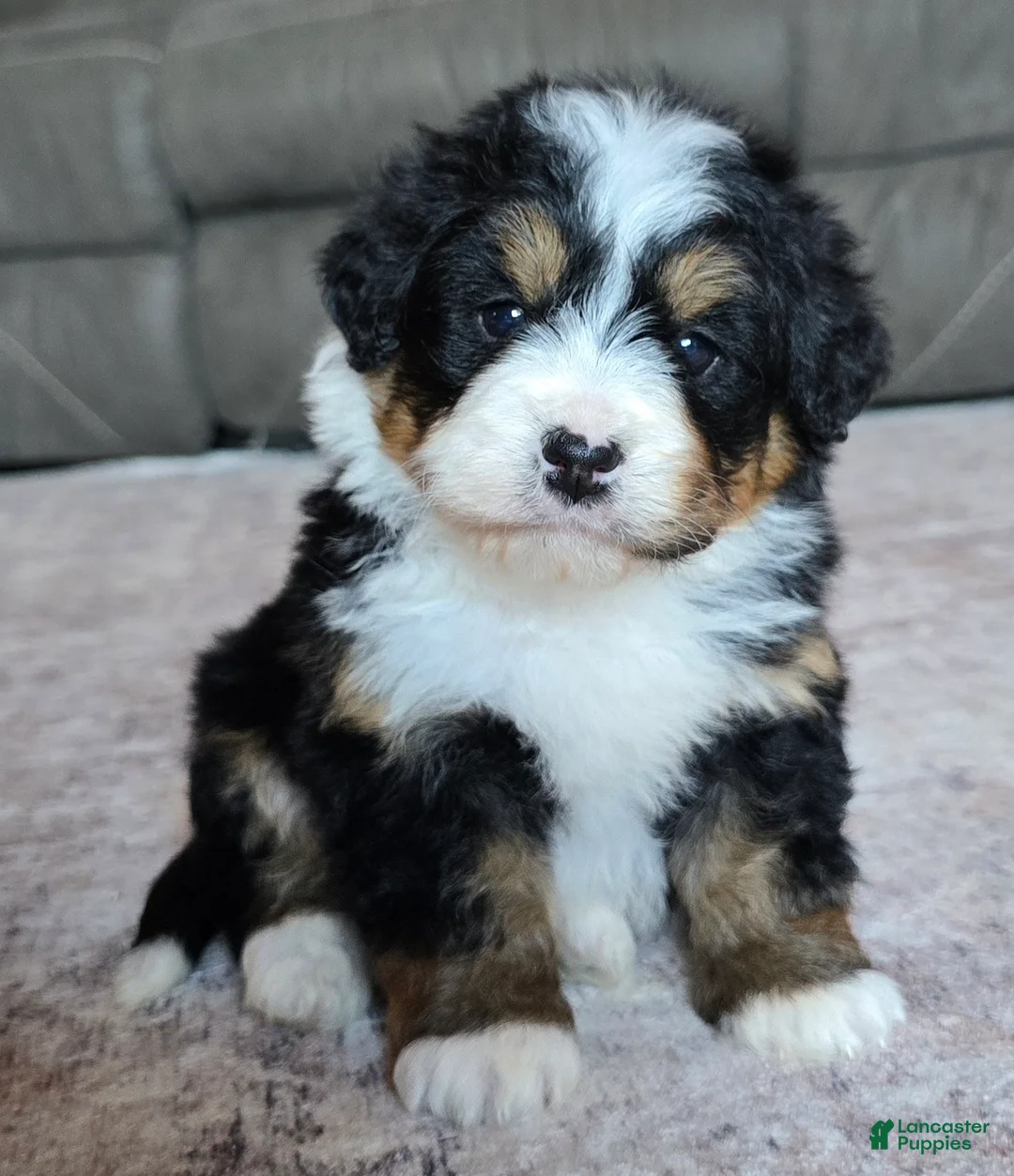 Mini Bernedoodle dogs for sale: Mini Cooper - Ad 1