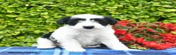 Yorkiepoo dogs for sale: Rose  - Ad 3