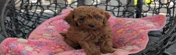 Toy Poodle dogs for sale: Violet  - Ad 5
