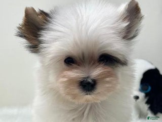 Yorkshire Terrier dogs - Ad 19