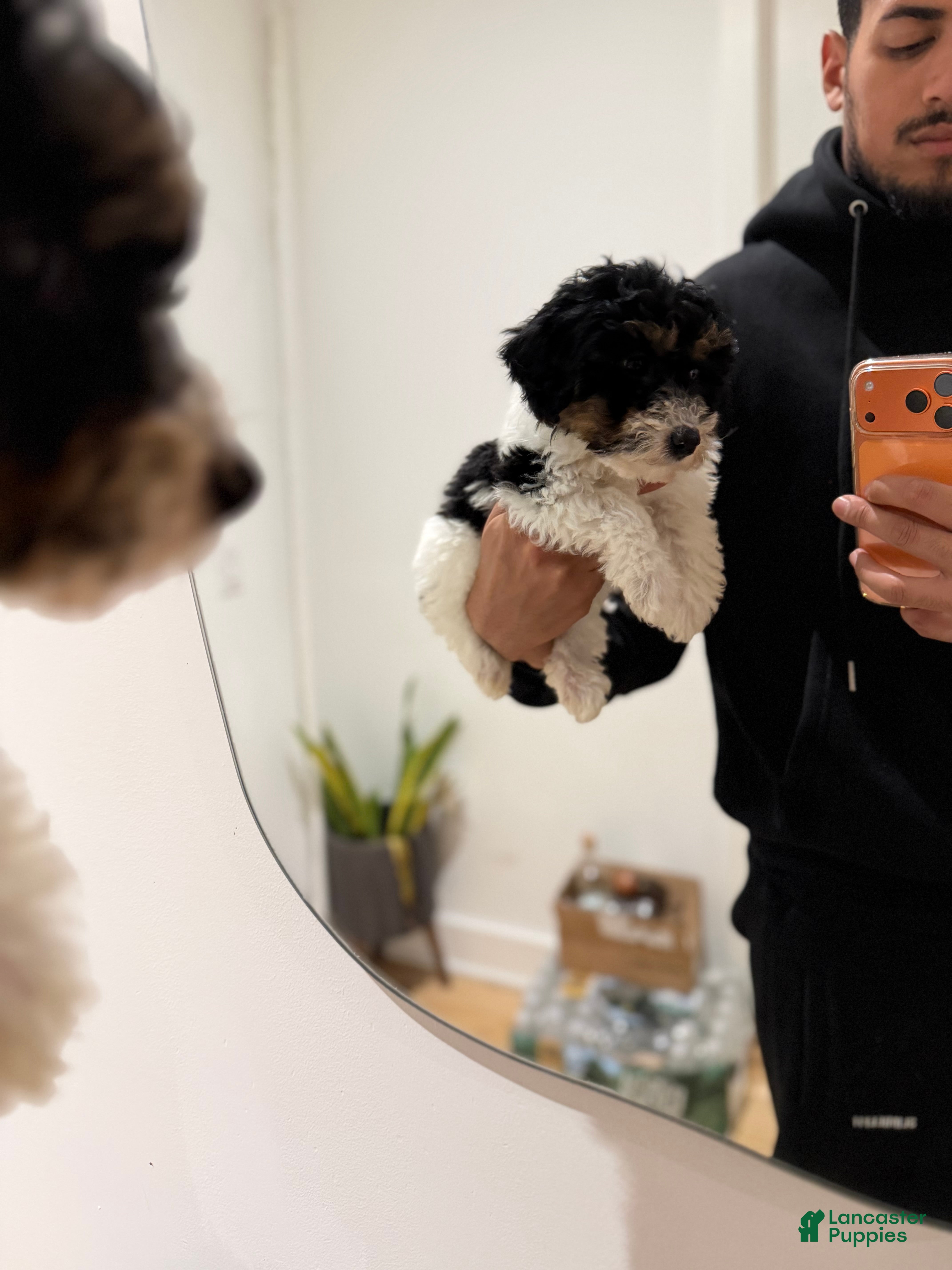 Toy Poodle dogs Chanel - Ad 25