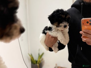 Toy Poodle dogs Chanel - Ad 25