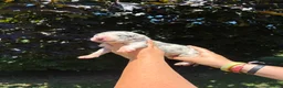 Great Dane dogs for sale: Wyatt - Ad 4