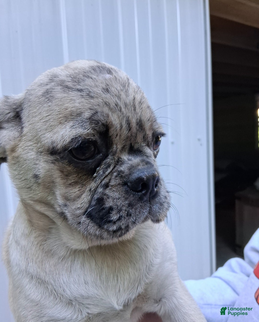 Pug dogs Karly - Ad 2
