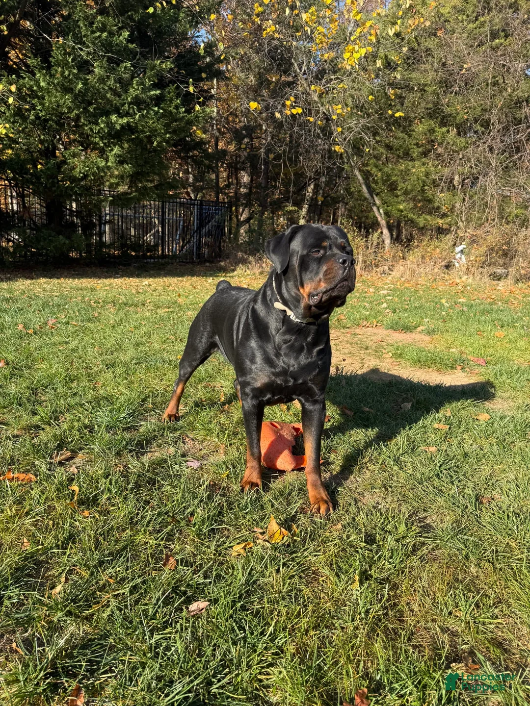 Gallery Image {{count}}