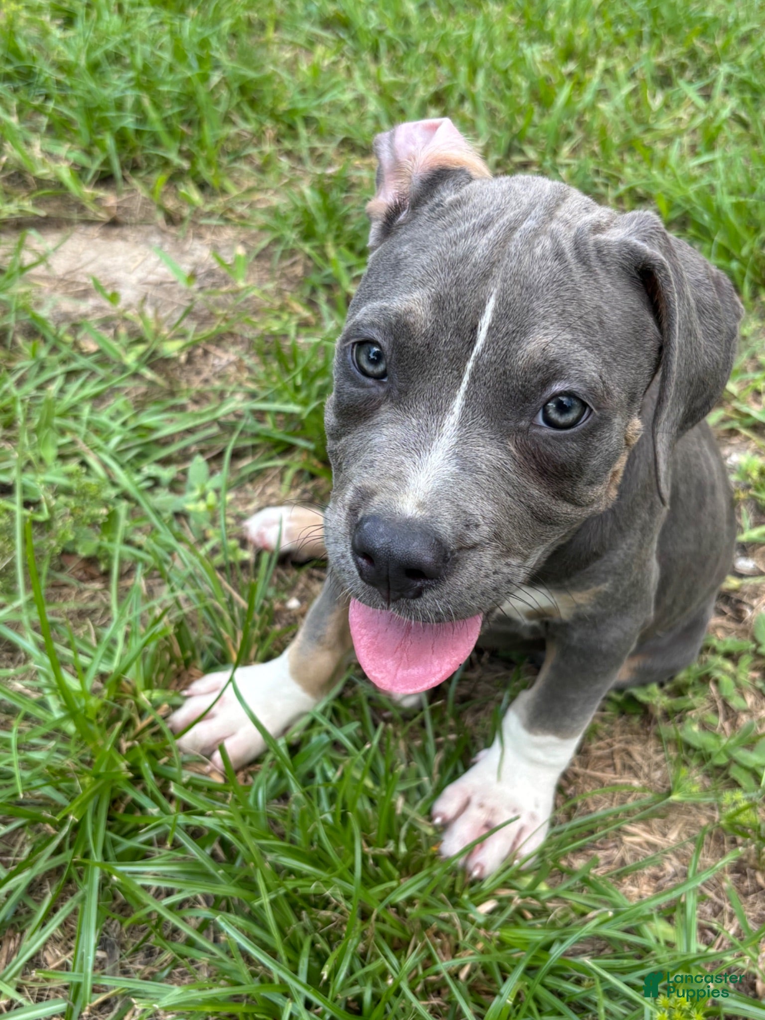American Pit Bull Terrier dogs American Pit Bull Terrier 2 - Ad 33