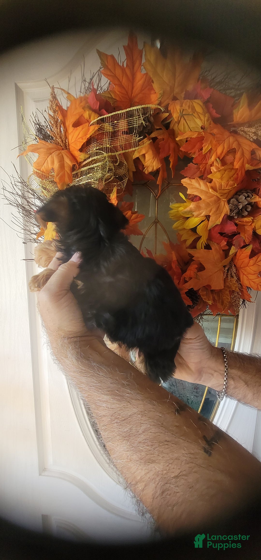 Yorkshire Terrier dogs for sale: Joey  - Ad 2