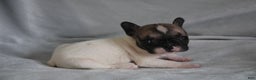 French Bulldog dogs for sale: HAZEL - Ad 4