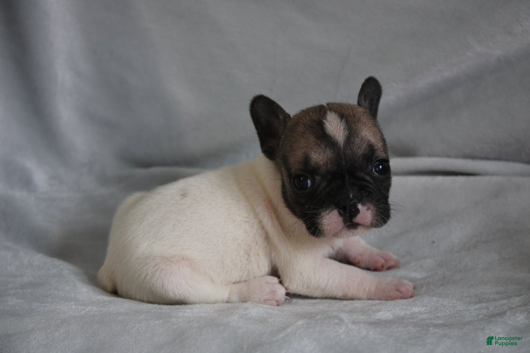 French Bulldog dogs for sale: HAZEL - Ad 4