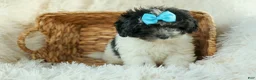 Cavapoo dogs for sale: Remi 🩷 - Ad 7