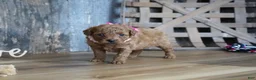Cavapoo dogs for sale: Amelia - Ad 4