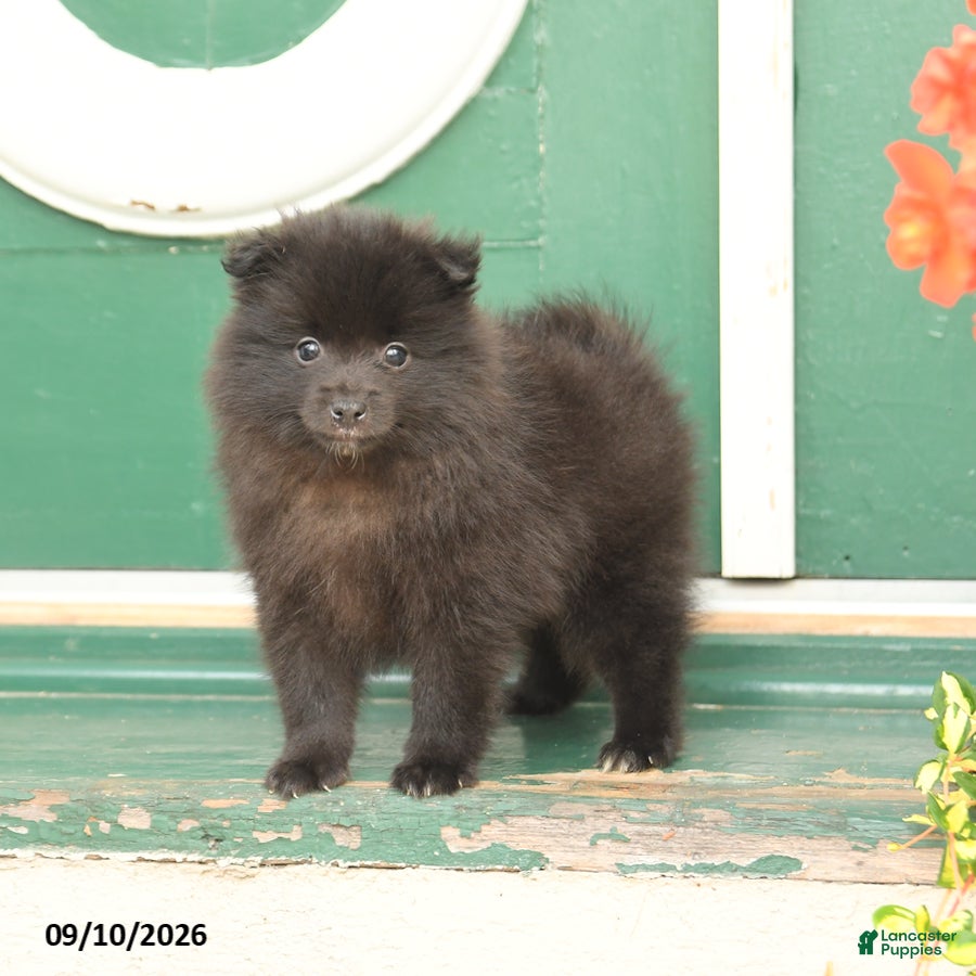Pomeranian dogs Monty - Ad 1