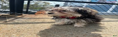Morkie Puppy 1