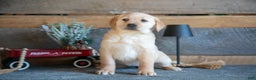Goldador dogs for sale: Pippa - Ad 3