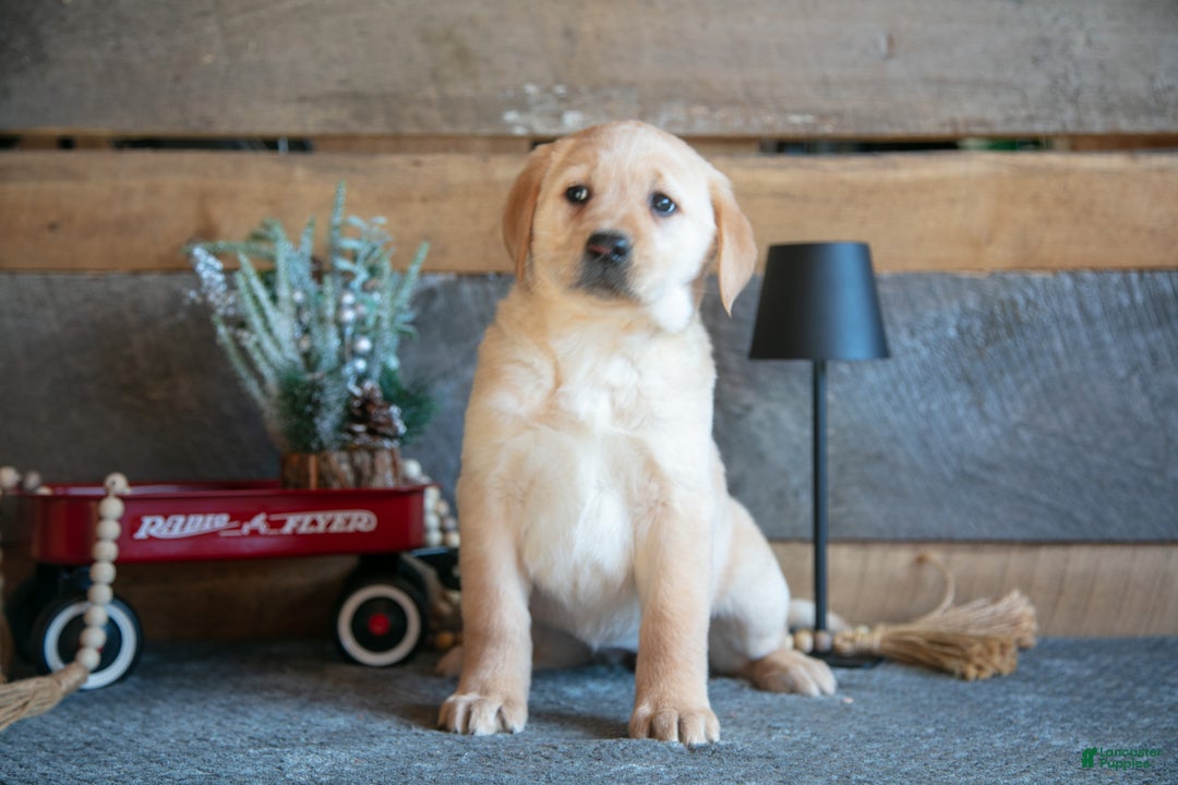 Goldador dogs for sale: Pippa - Ad 3