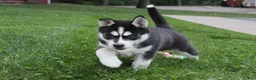 Siberian Husky dogs for sale: Alaska - Ad 5