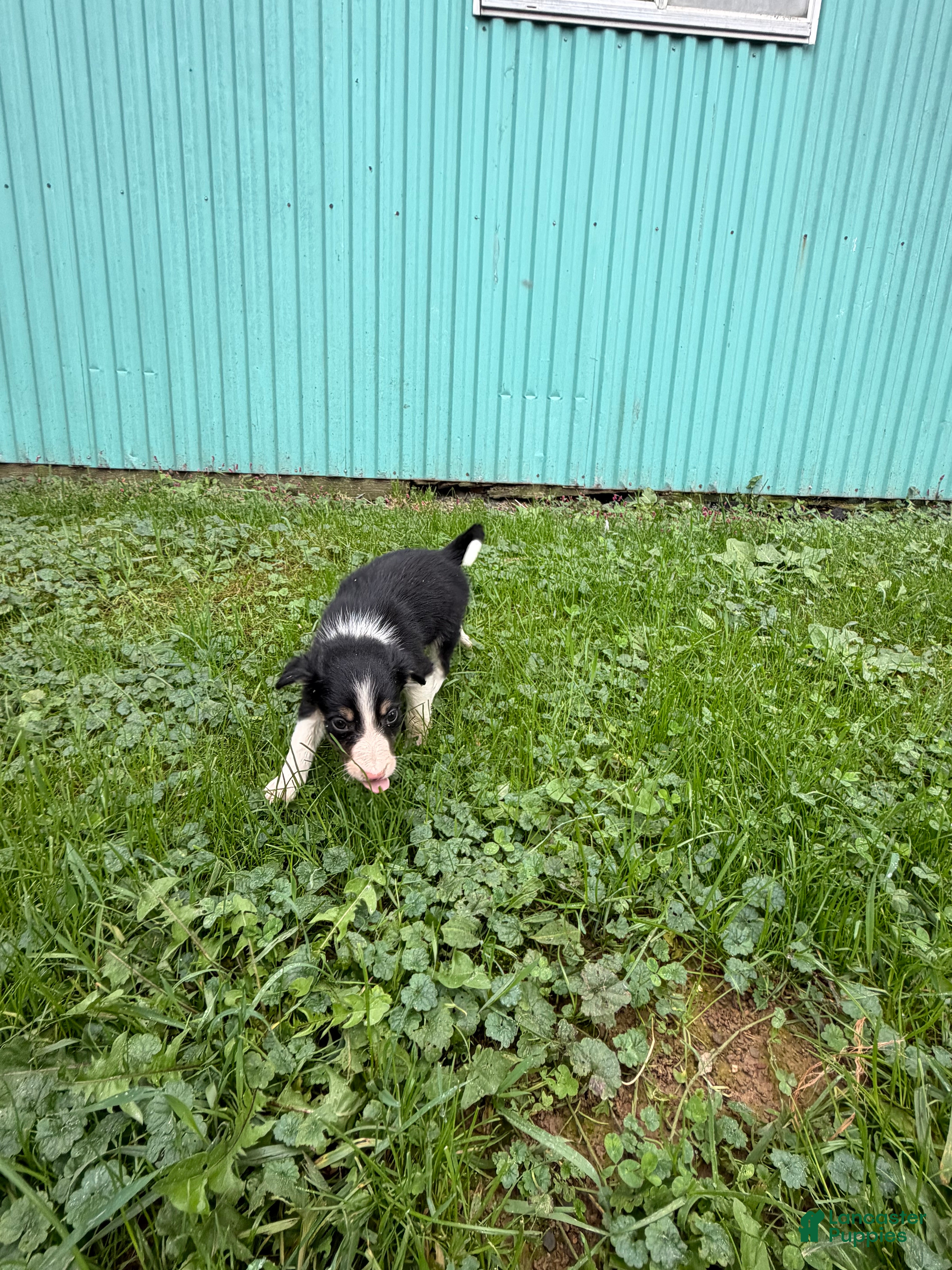 Border Collie dogs for sale: John Border Collie - Ad 28