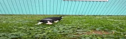 Border Collie dogs for sale: John Border Collie - Ad 1