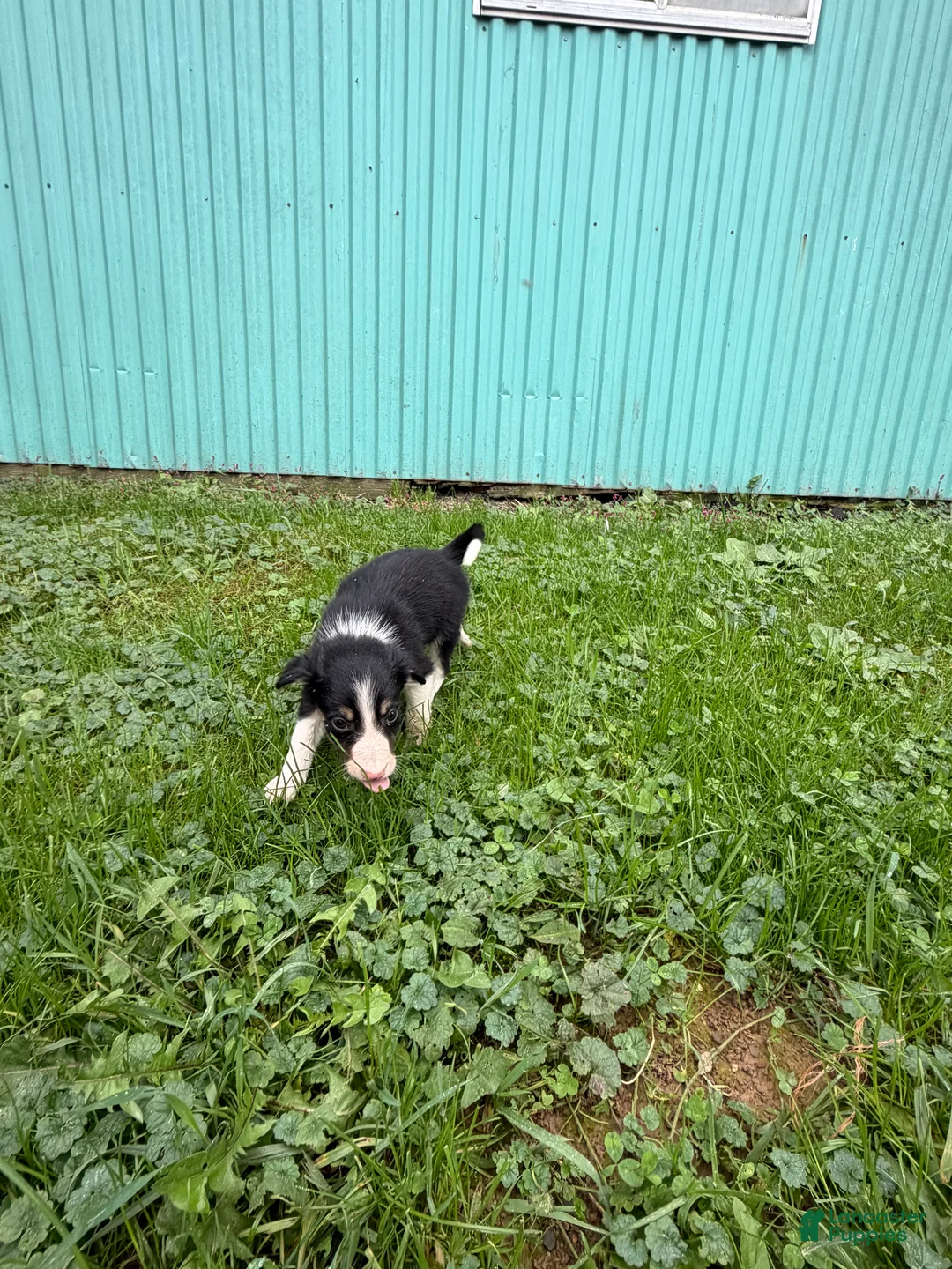 Border Collie dogs for sale: John Border Collie - Ad 1