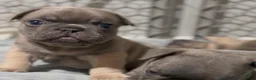 French Bulldog dogs for sale: Boy - Ad 2