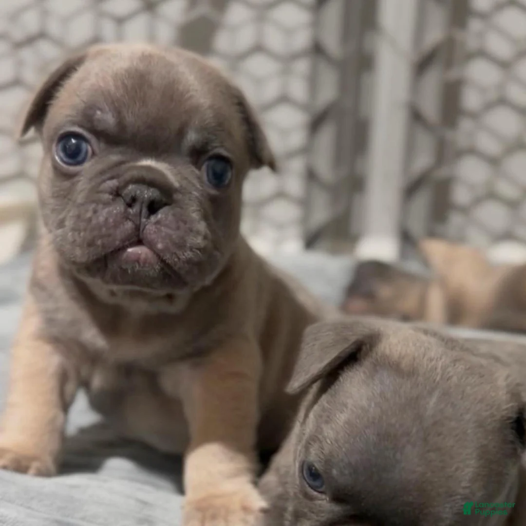 French Bulldog dogs for sale: Boy - Ad 2