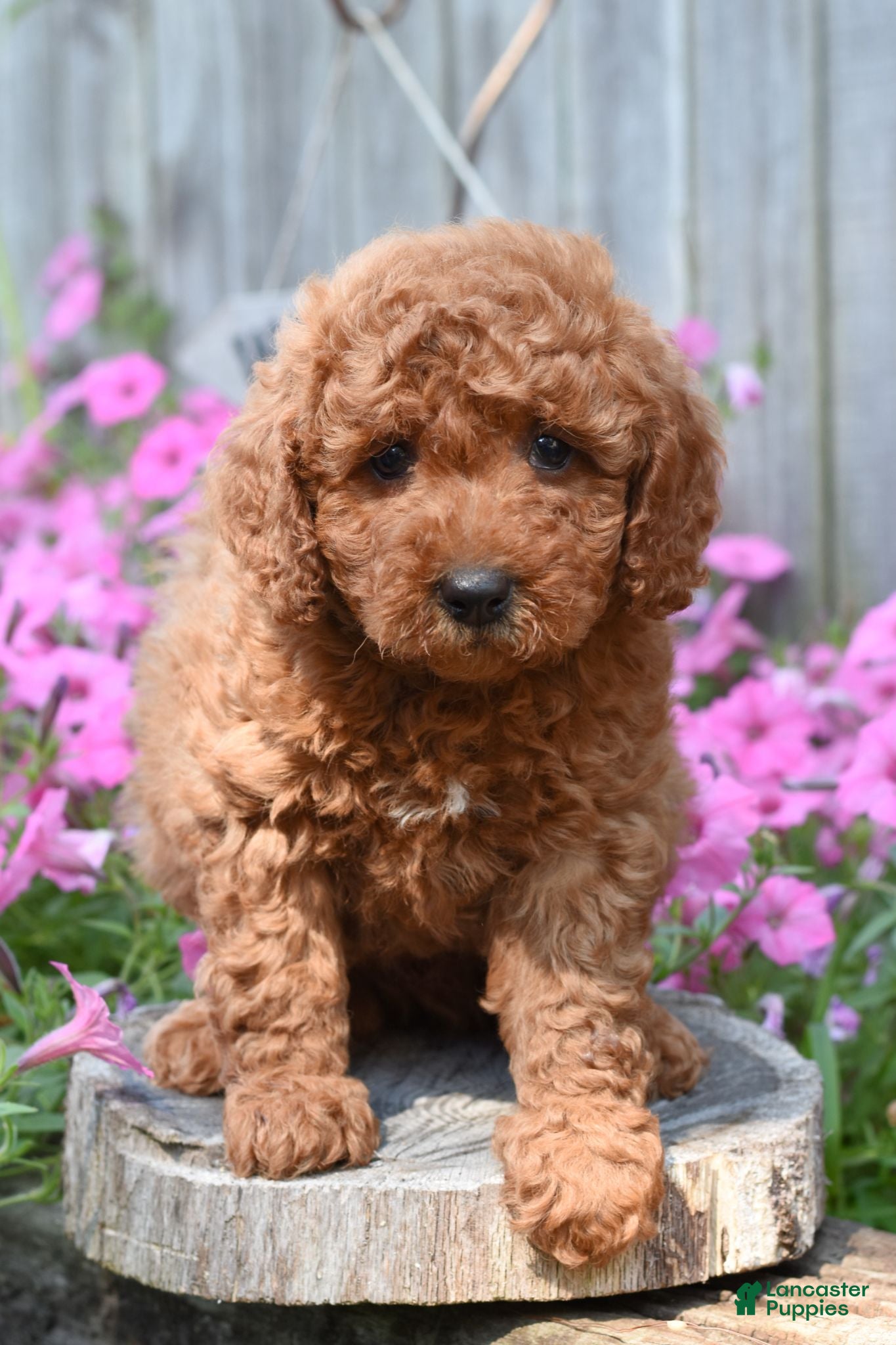 Cockapoo dogs Rover - Ad 1