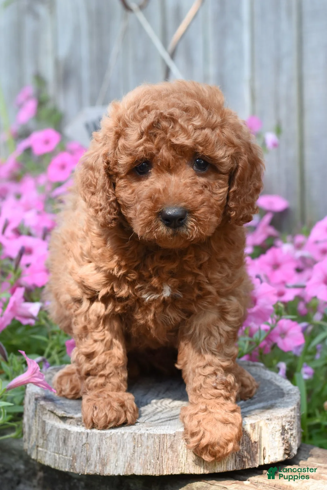 Cockapoo dogs for sale: Rover - Ad 1