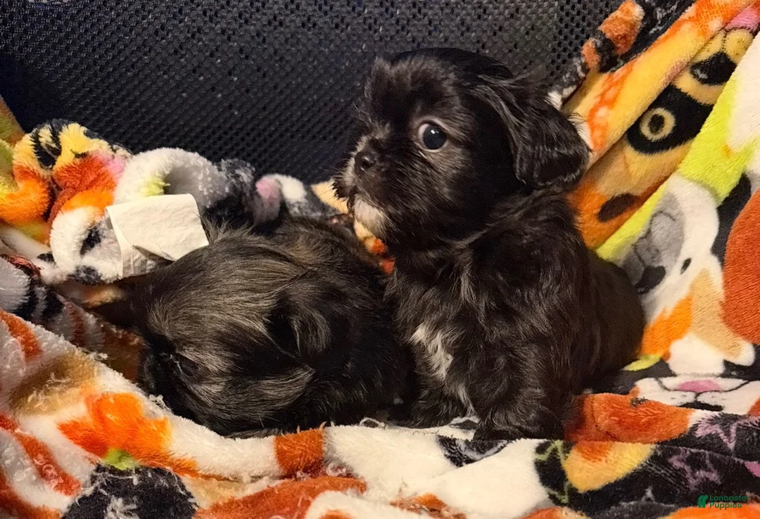 Shih Tzu dogs for sale: Shih Tzu 3 - Ad 7
